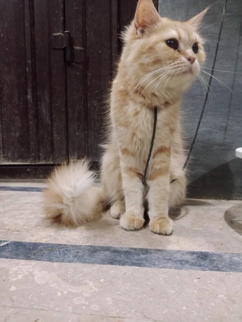 Persian 1