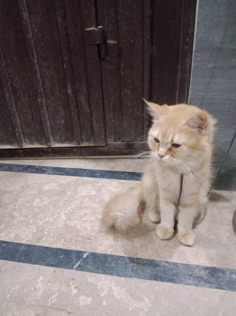 Persian 2
