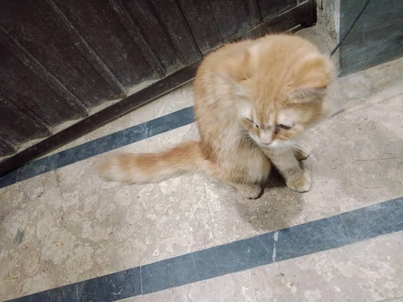 Persian 3