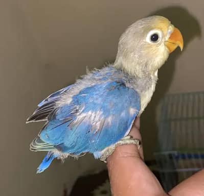 hand tame & fly tame. lovebirds. lotino alibino parblue  fisher blue