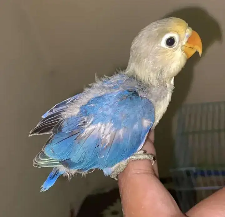 hand tame & fly tame. lovebirds. lotino alibino parblue  fisher blue