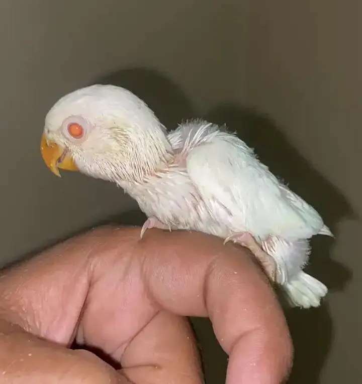 hand tame & fly tame. lovebirds. lotino alibino parblue  fisher blue — photo 2