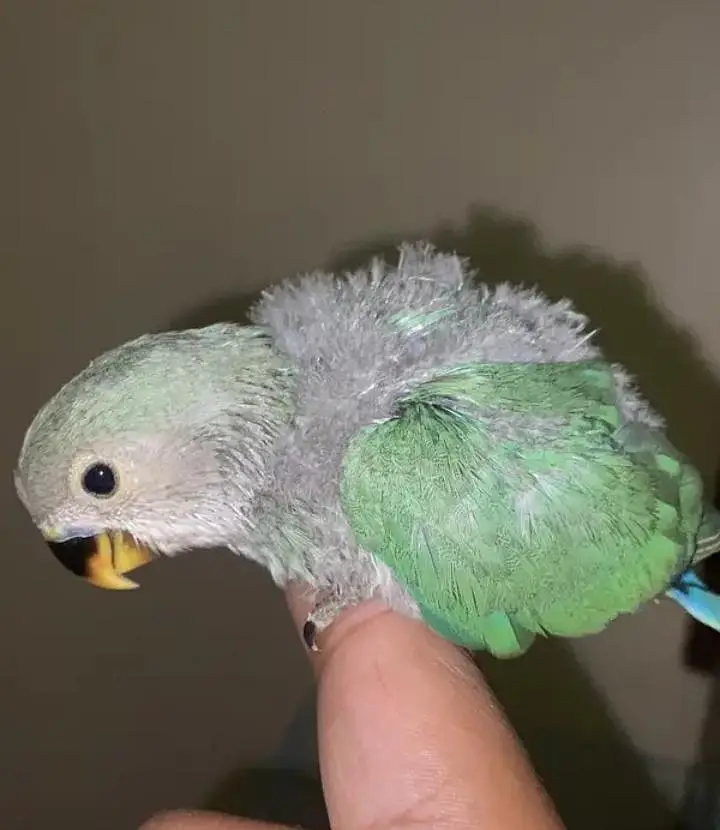 hand tame & fly tame. lovebirds. lotino alibino parblue  fisher blue — photo 3