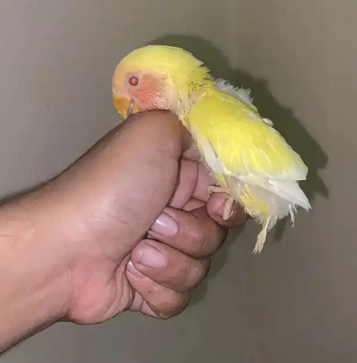 hand tame & fly tame. lovebirds. lotino alibino parblue  fisher blue — photo 4