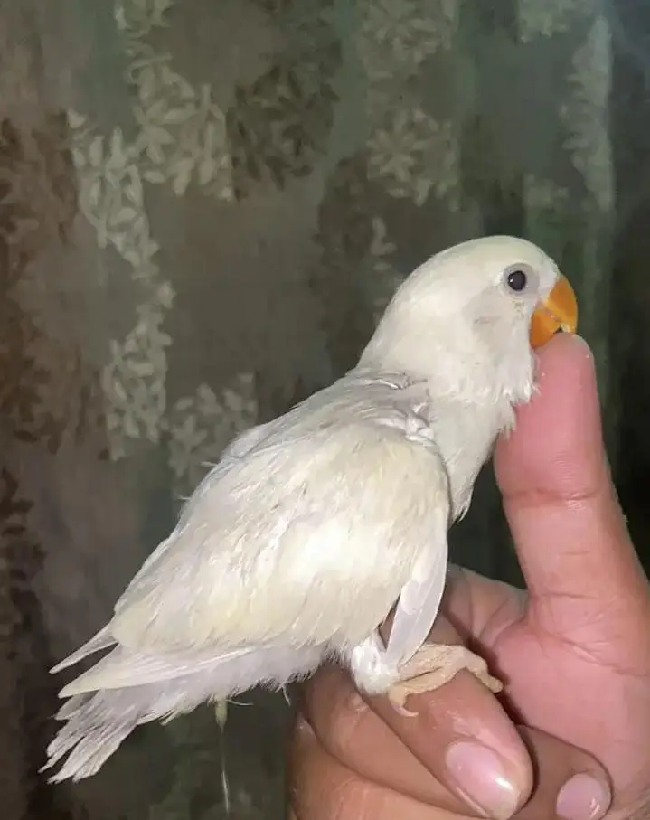 hand tame & fly tame. lovebirds. lotino alibino parblue  fisher blue — photo 5