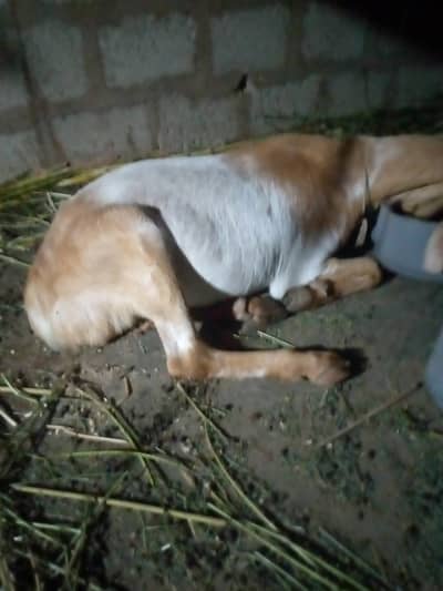3 month gaban bakri hai argent sell