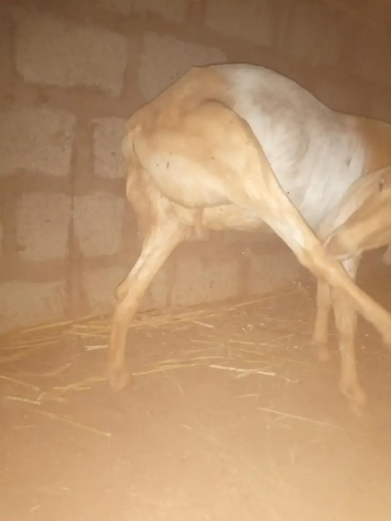3 month gaban bakri hai argent sell — photo 2