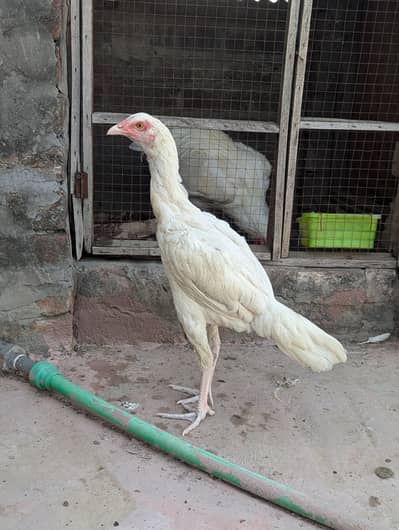 Heera female