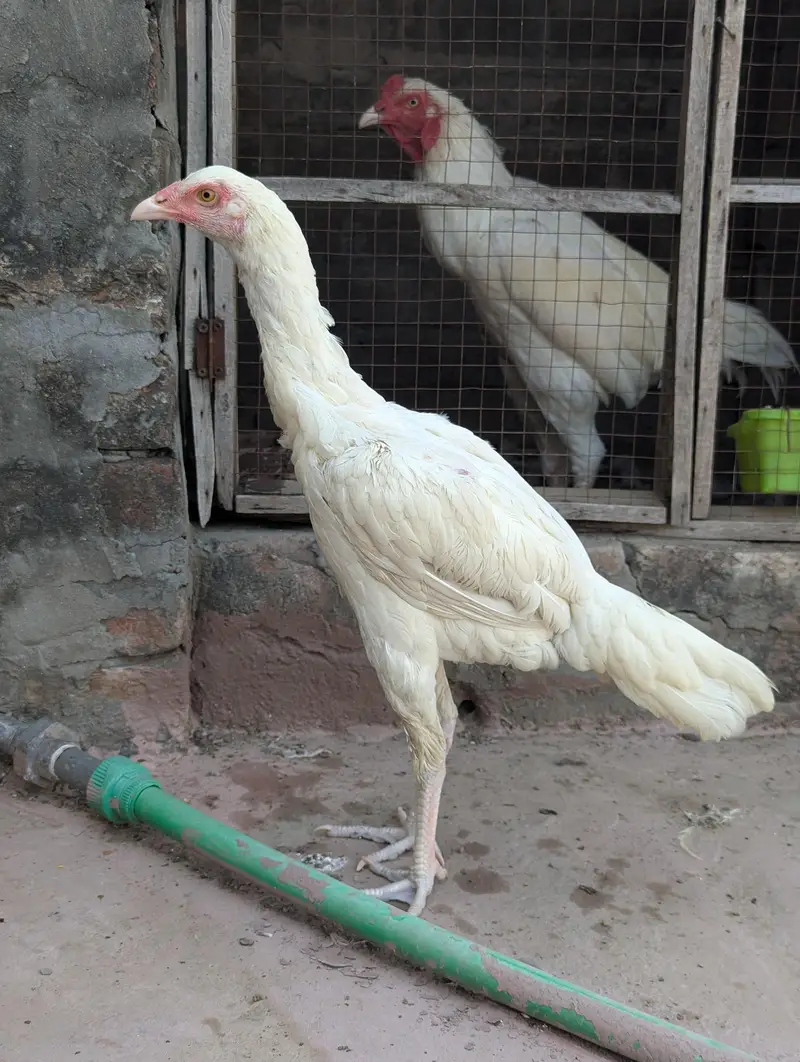 Heera female — photo 2