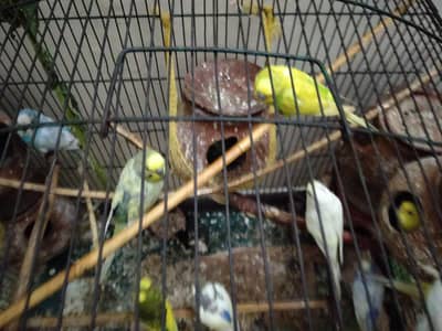 Australia parrot