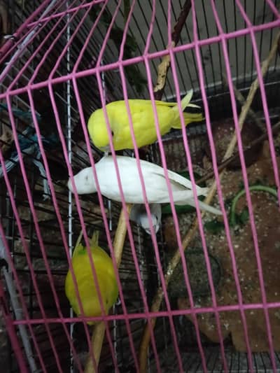 Australia parrot