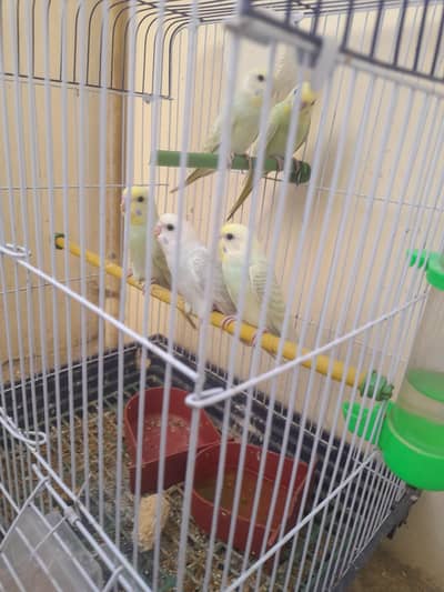 Buggies for sale, bagri