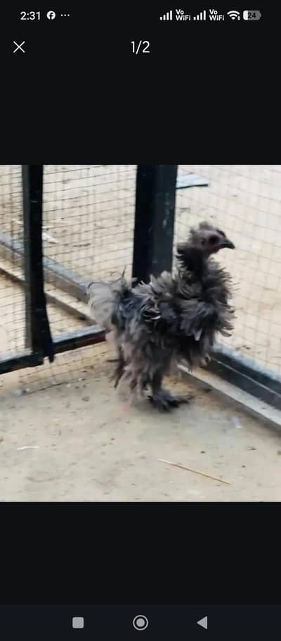 blue frizzle bantam pair available