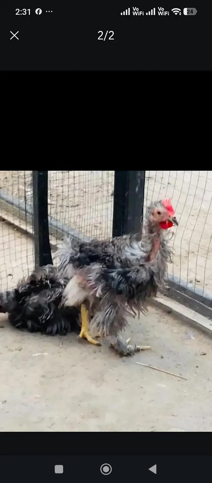 blue frizzle bantam pair available — photo 2