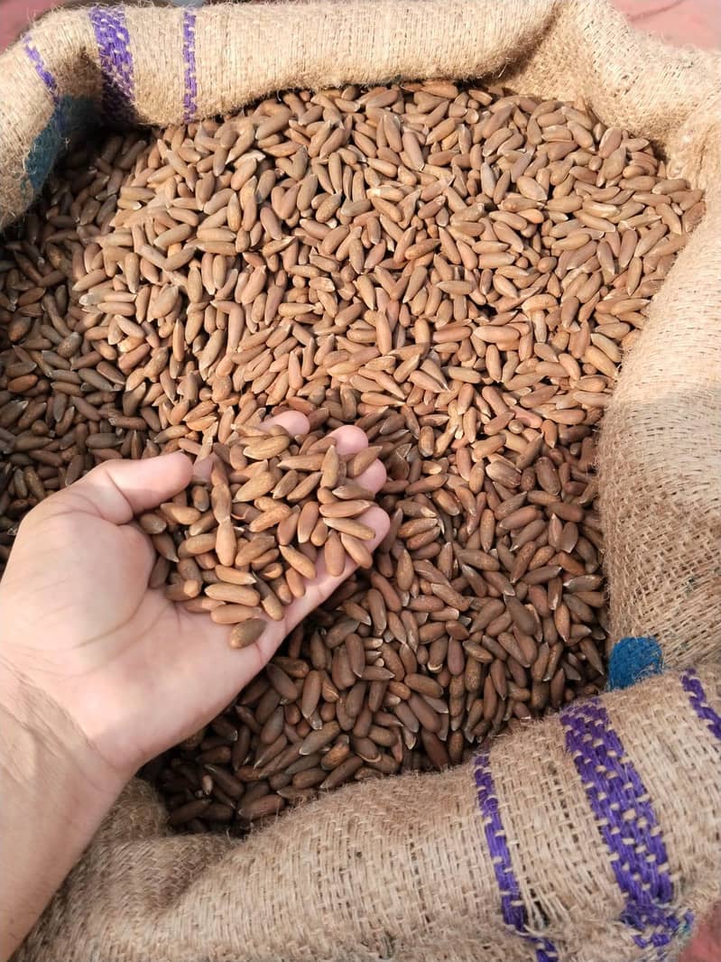 dry fruit 1