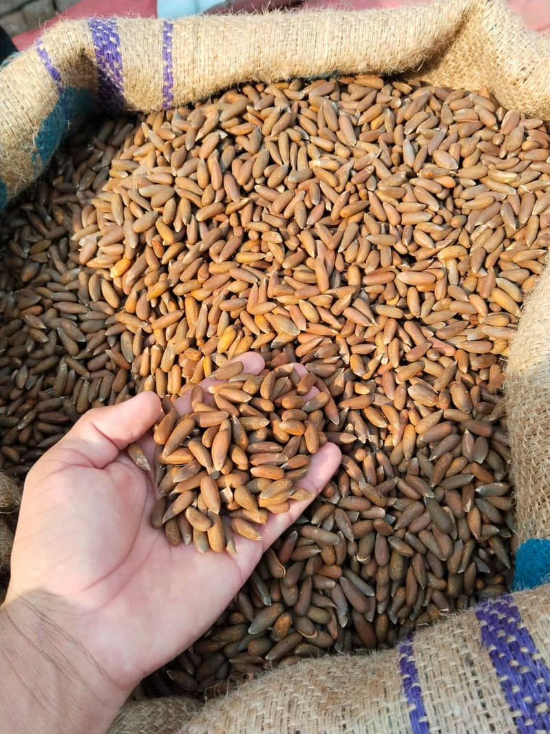 dry fruit 2