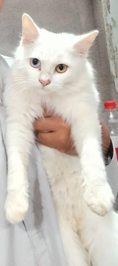 female cat for sale urgent