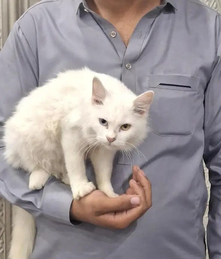 female cat for sale urgent — photo 2