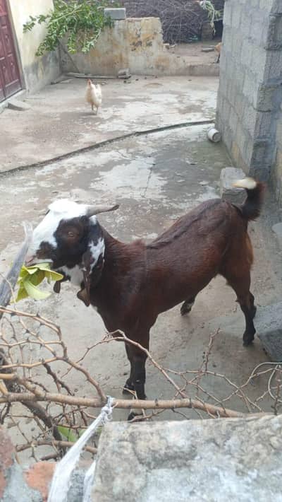 Bakra for sale