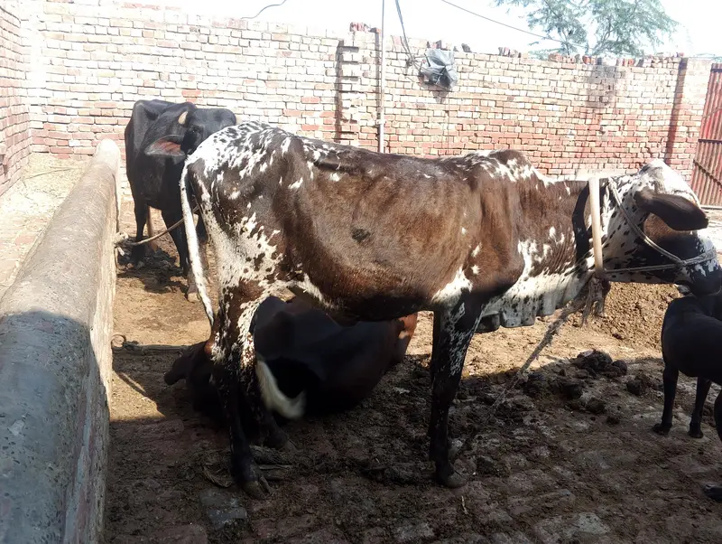 Wachi For Sale for 70k Urgent — photo 2