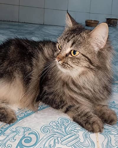 russian cat