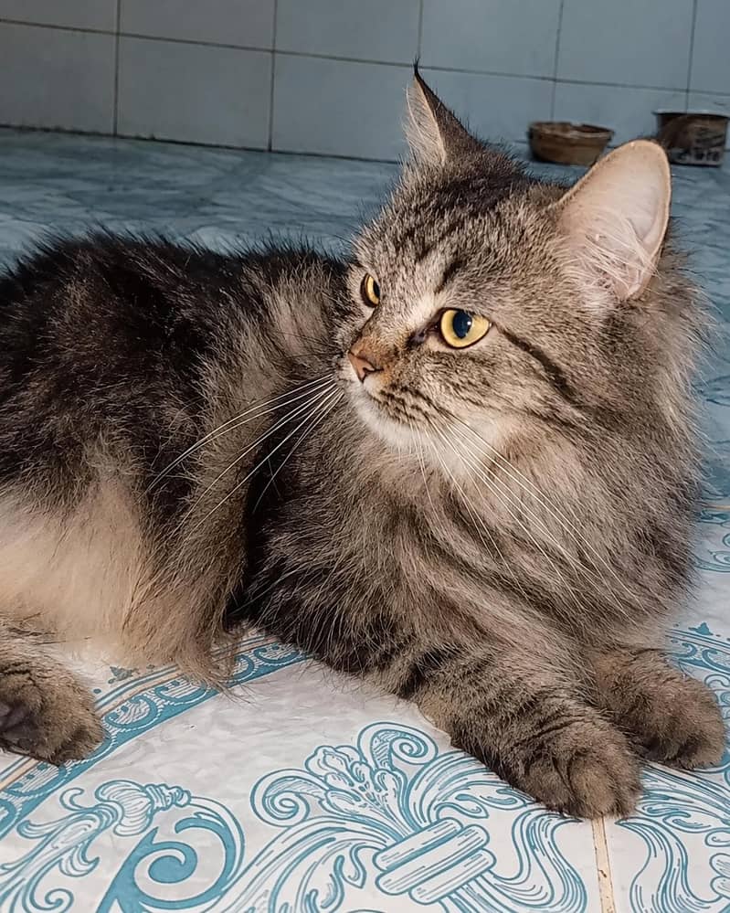 russian cat 0