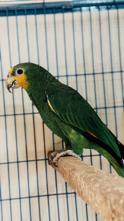 Amzone Parrot Avaible