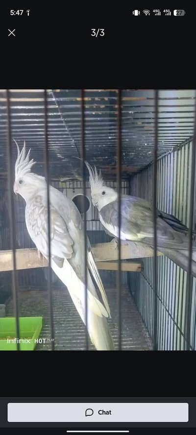 breeder pair urgent sale