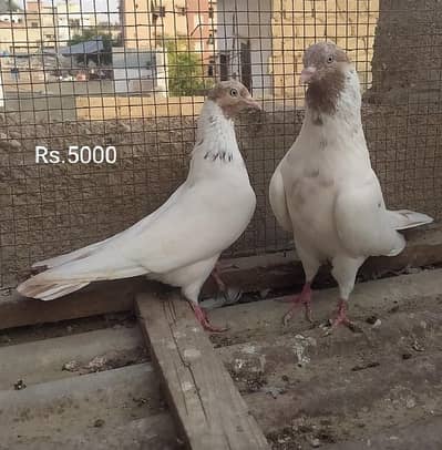 Kabli pair