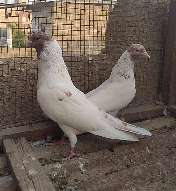 Kabli pair 1