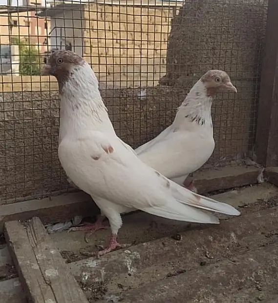 Kabli pair — photo 2