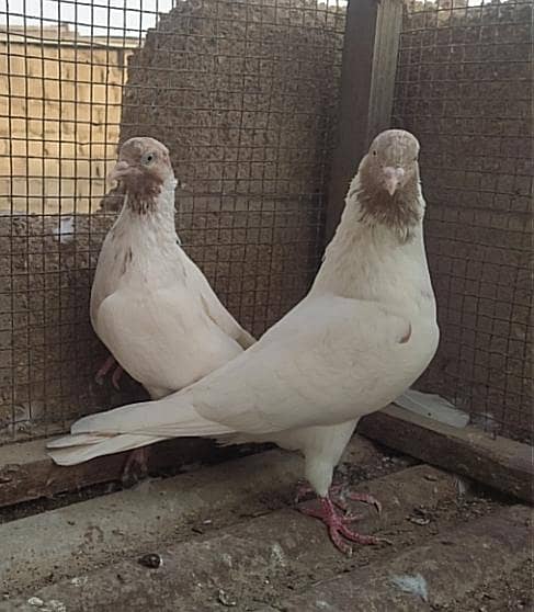 Kabli pair 2