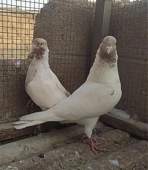 Kabli pair — photo 3