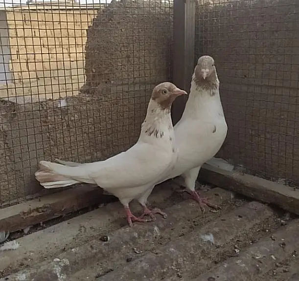 Kabli pair — photo 4