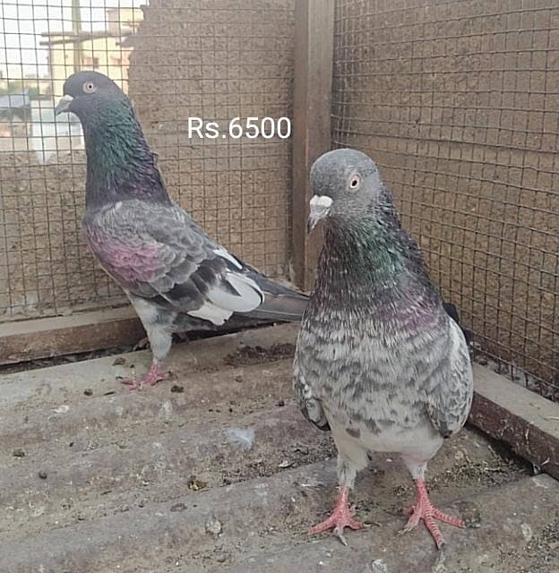 Kabli pair 4