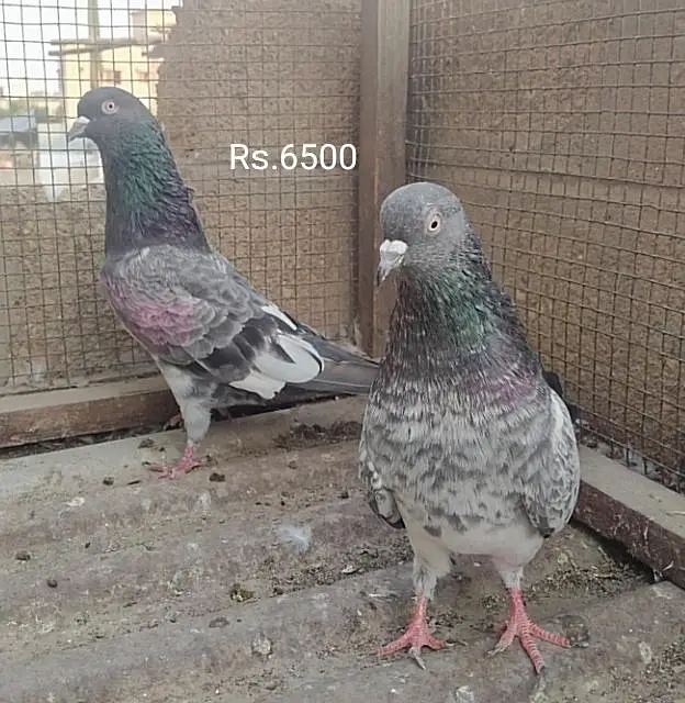 Kabli pair — photo 5