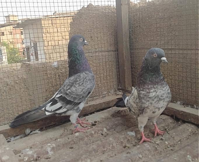 Kabli pair 5