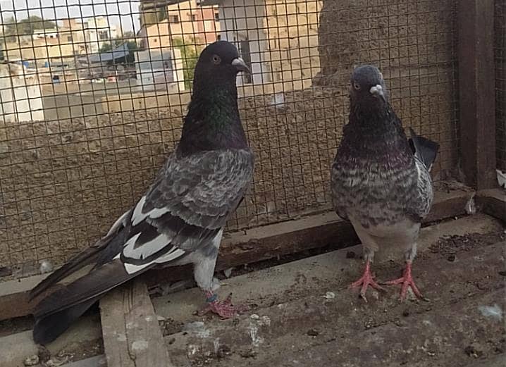 Kabli pair 6