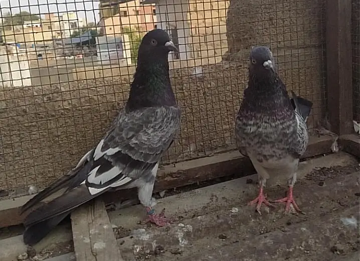Kabli pair — photo 7