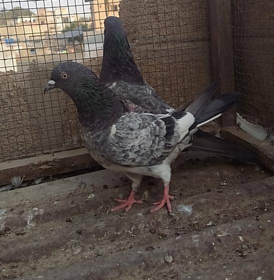 Kabli pair 7