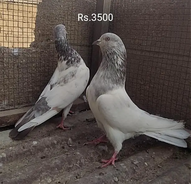 Kabli pair — photo 9