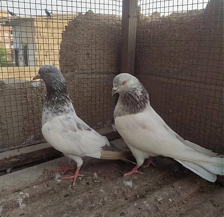 Kabli pair 9