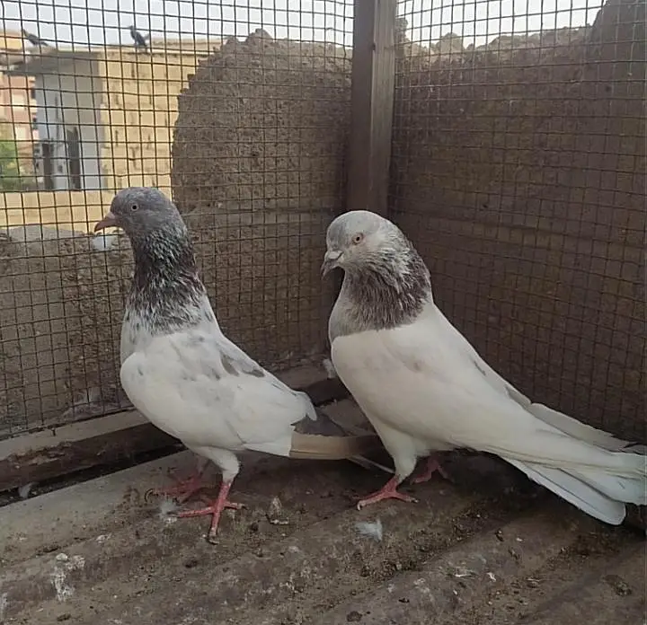 Kabli pair — photo 10