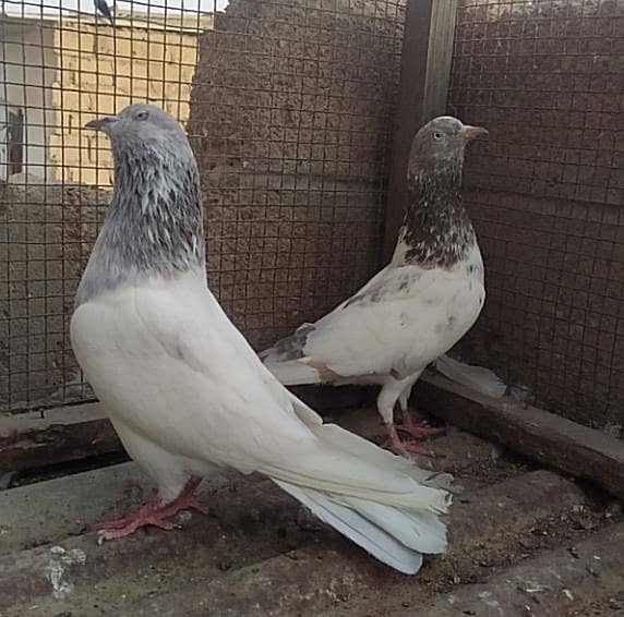 Kabli pair 10