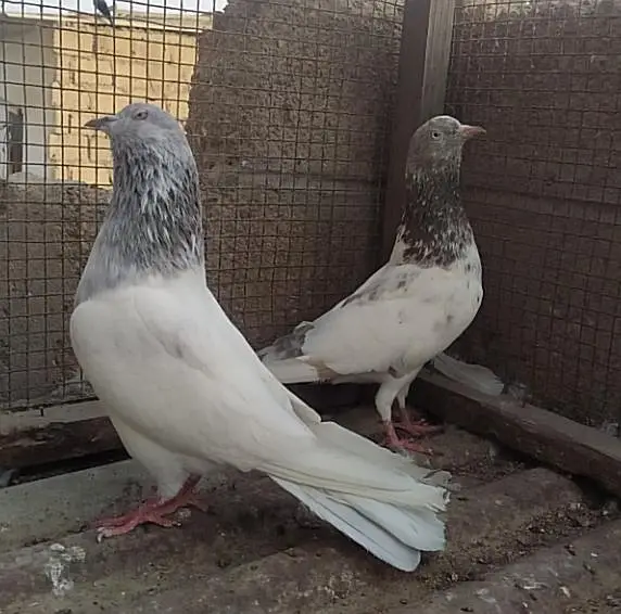 Kabli pair — photo 11