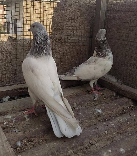 Kabli pair 11