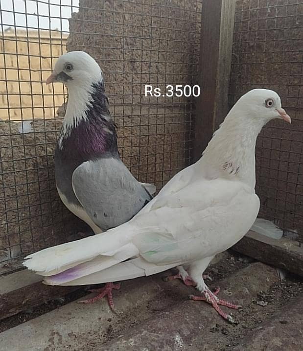 Kabli pair 12