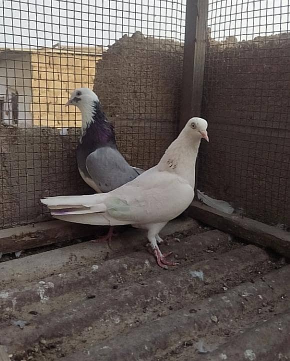 Kabli pair 13