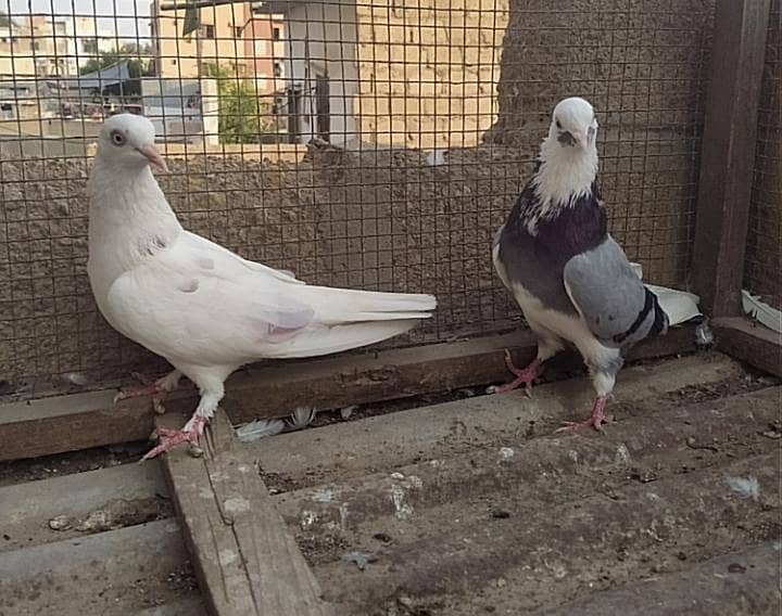 Kabli pair 14
