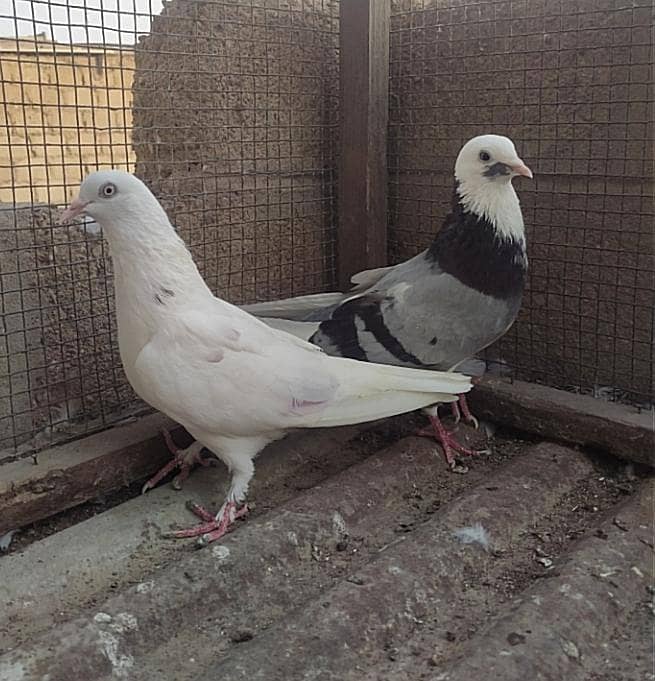 Kabli pair 15
